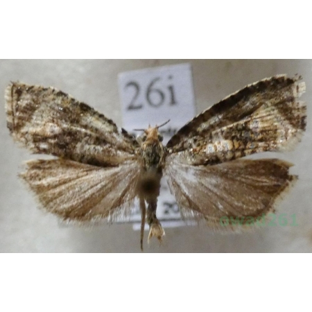 Celypha lacunana (Denis & Schiffermüller, 1775) Czech26i